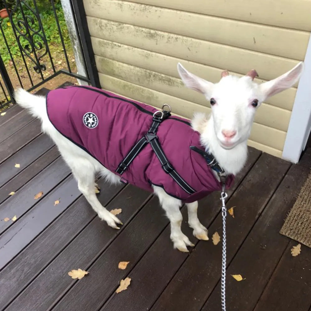 Dog Jacket With Harness - EasyDailyLife