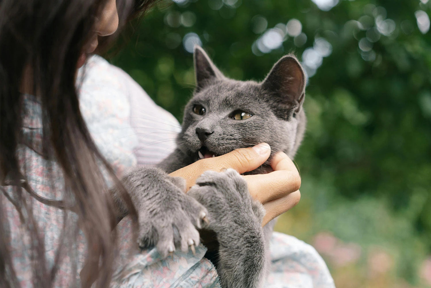 Cats