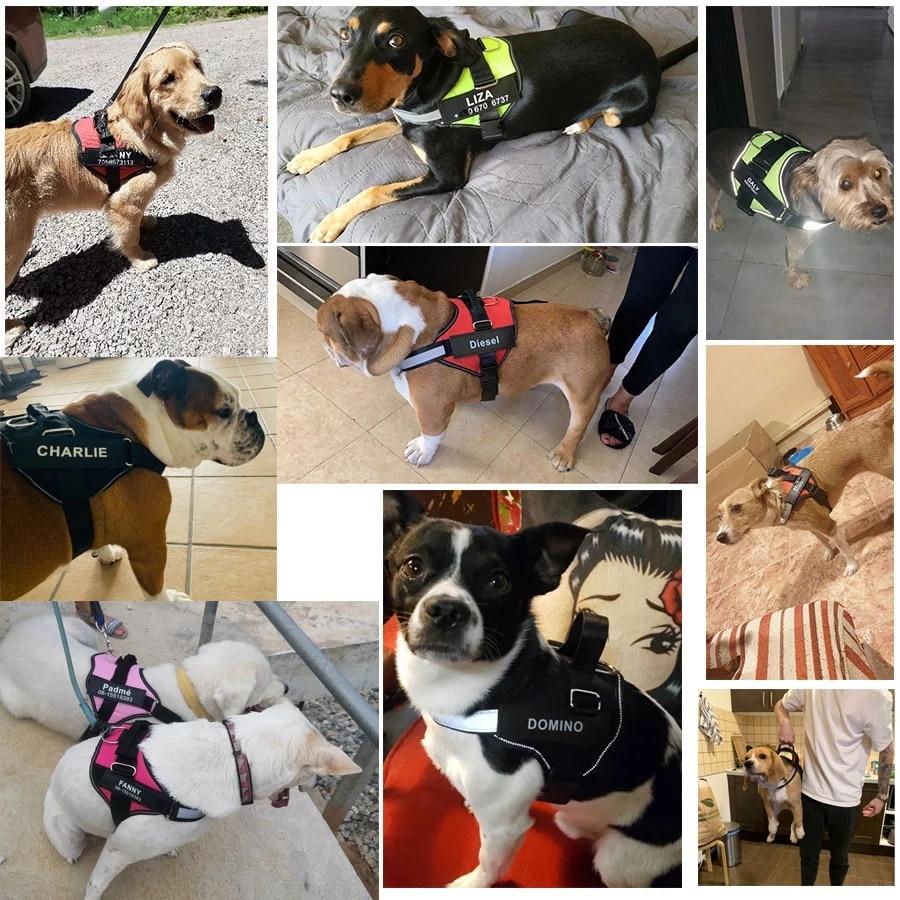 Personalized No Pull Dog Harness - EasyDailyLife