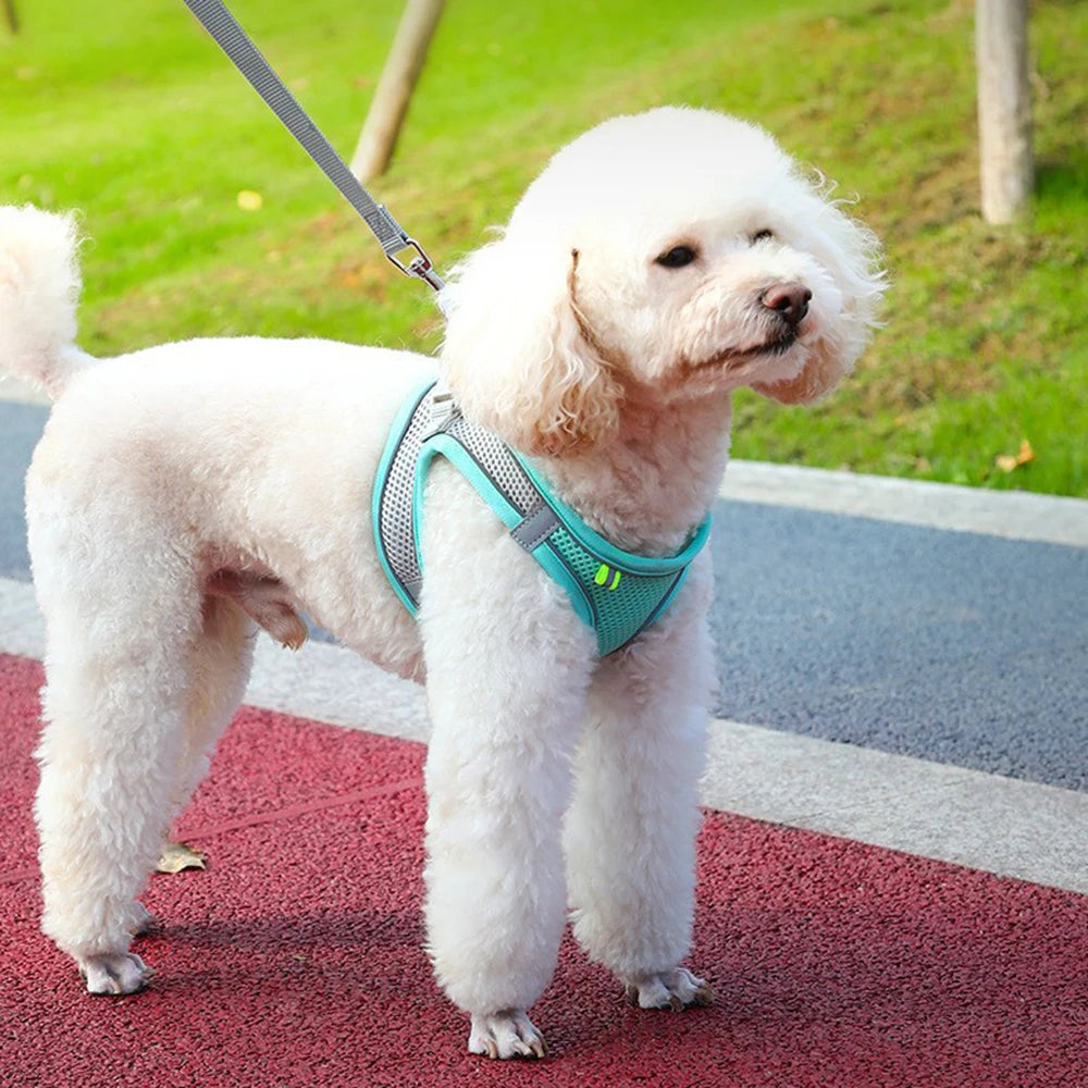 Cat Harness With Leash - EasyDailyLife