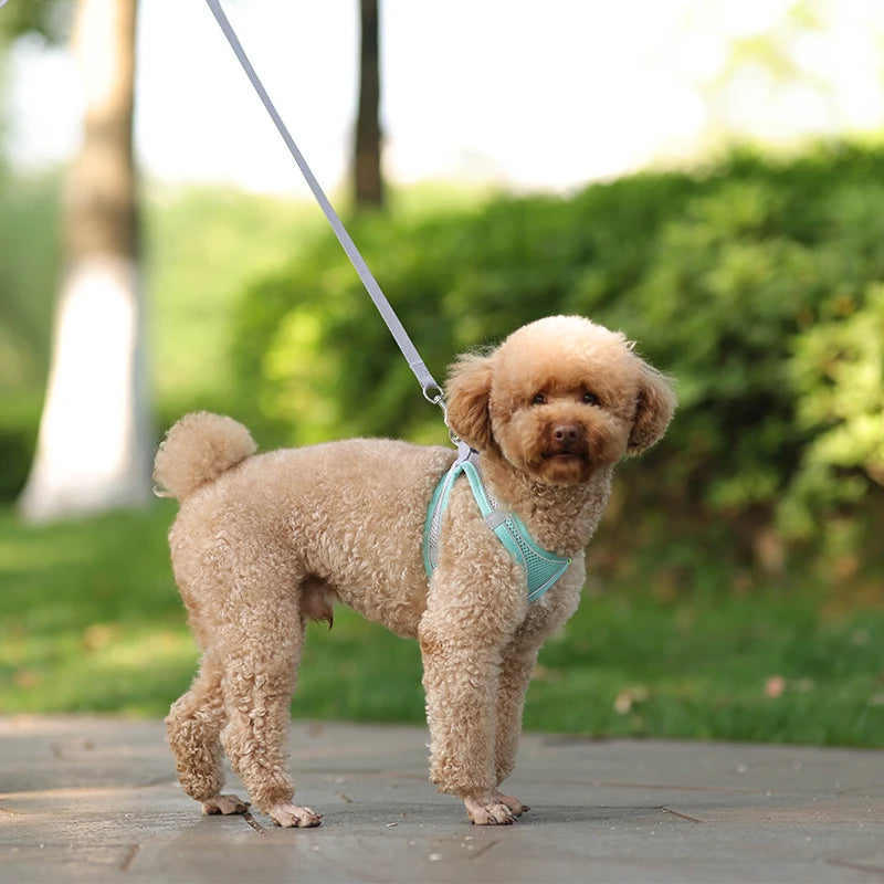 Cat Harness With Leash - EasyDailyLife