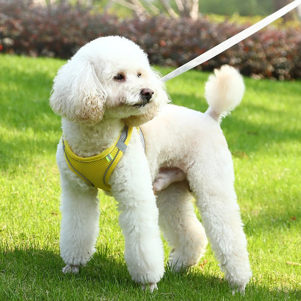 Cat Harness With Leash - EasyDailyLife