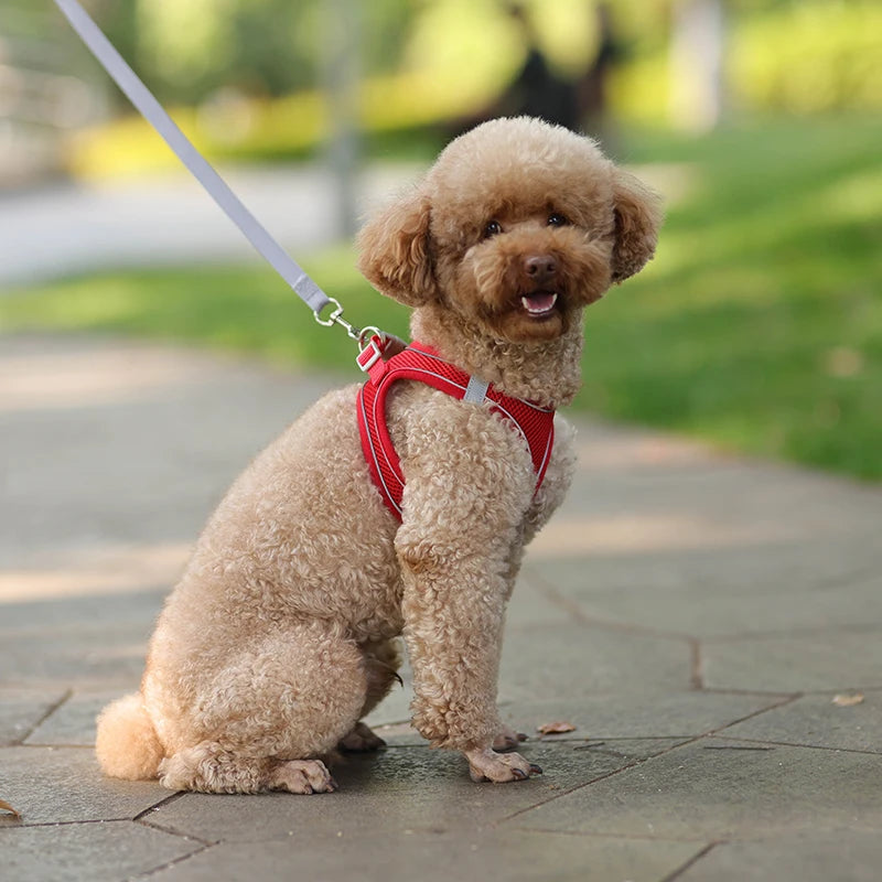Cat Harness With Leash - EasyDailyLife