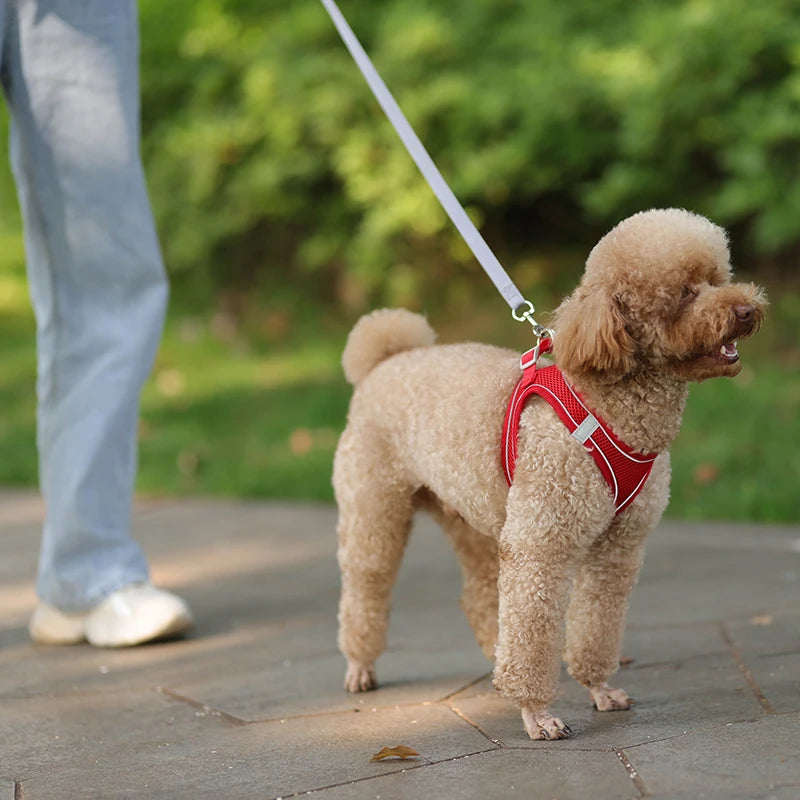 Cat Harness With Leash - EasyDailyLife