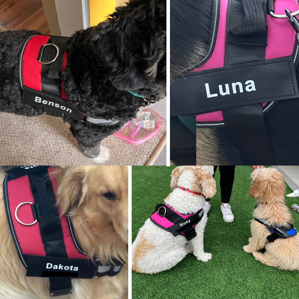 Personalized No Pull Dog Harness + FREE Leash Today